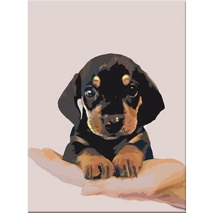 Zuty Painting by Numbers Shorthaired Dachshund Puppy
