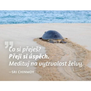 Magnet na lednici - Co si přeješ? Přeji si úspěch. Medituj na vytrvalost želvy. - Sri Chinmoy