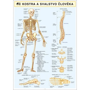 KOSTRA SVALSTVO ČLOVĚKA A4 - Dančová Barbora [Tabulky Lamino]