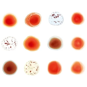 Peter Gabriel - Scratch My Back / And I'll Scratch Yours (Reissue) (2 CD)