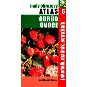 Jahodník, maliník, ostružiník -- 6. - Richter Miloslav