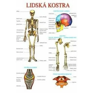 Lidská kostra a svalstvo – tabulka A4 [Tabulky Lamino]